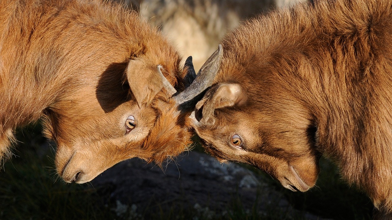 goats, competition, dispute, competition, competition, competition, competition, competition, dispute, dispute, dispute